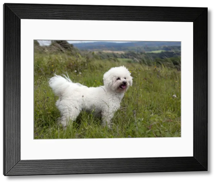 Framed Print : Picture No. 10887520 Framed Print : Picture No. 10887520