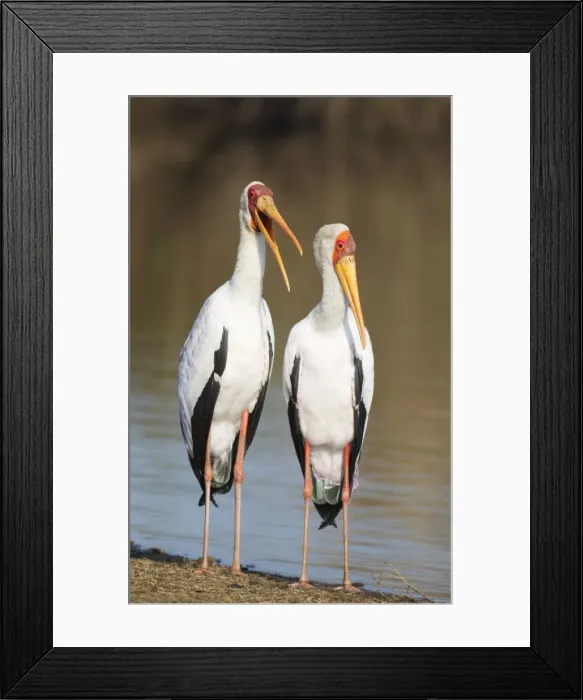 Framed Print : Picture No. 10887272 Framed Print : Picture No. 10887272
