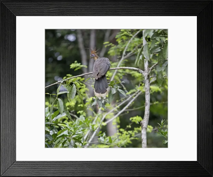Framed Print : Picture No. 10887932 Framed Print : Picture No. 10887932