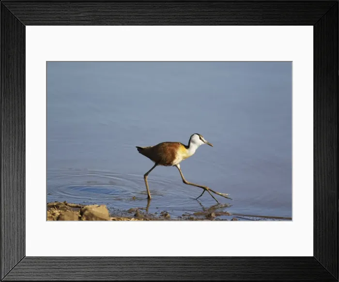 Framed Print : Picture No. 10887259 Framed Print : Picture No. 10887259