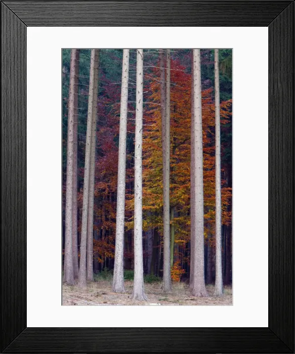 Framed Print : Picture No. 10887305 Framed Print : Picture No. 10887305
