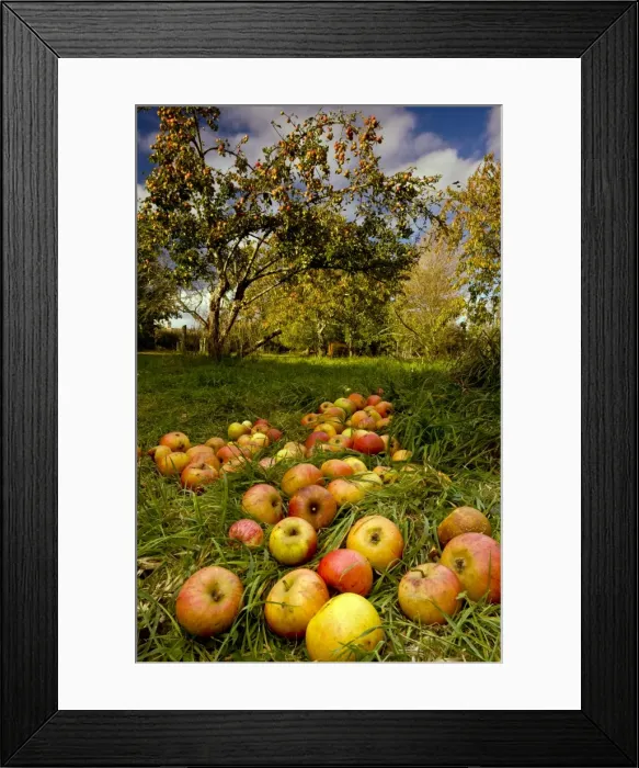 Framed Print : Picture No. 10887177 Framed Print : Picture No. 10887177