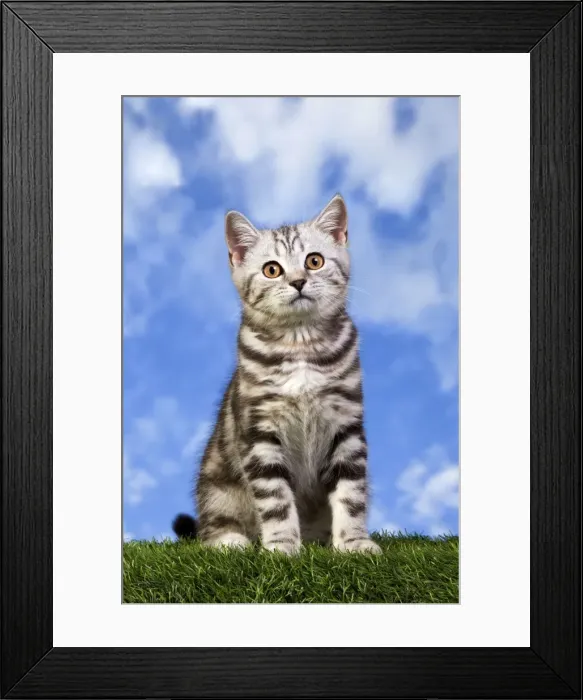 Framed Print : Picture No. 10887798 Framed Print : Picture No. 10887798