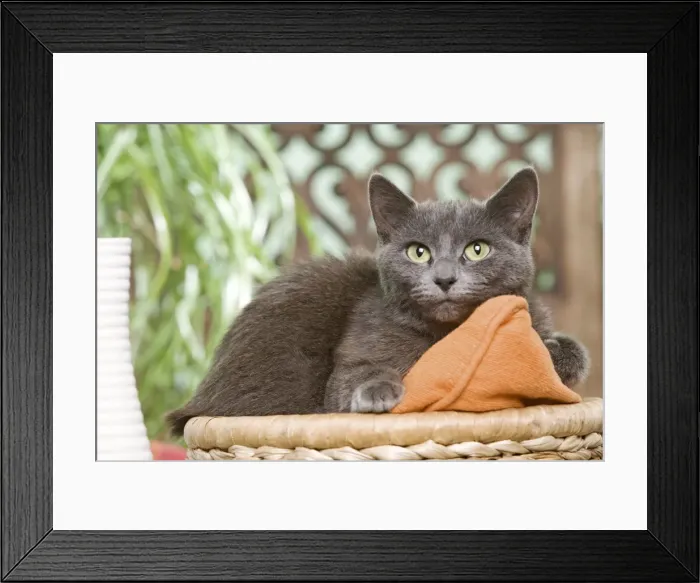 Framed Print : Picture No. 10887919 Framed Print : Picture No. 10887919
