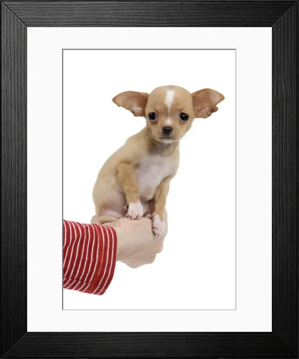 Framed Print : Picture No. 10888021 Framed Print : Picture No. 10888021