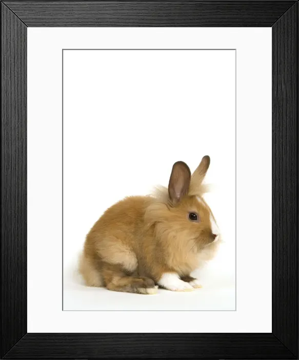 Framed Print : Picture No. 10886694 Framed Print : Picture No. 10886694