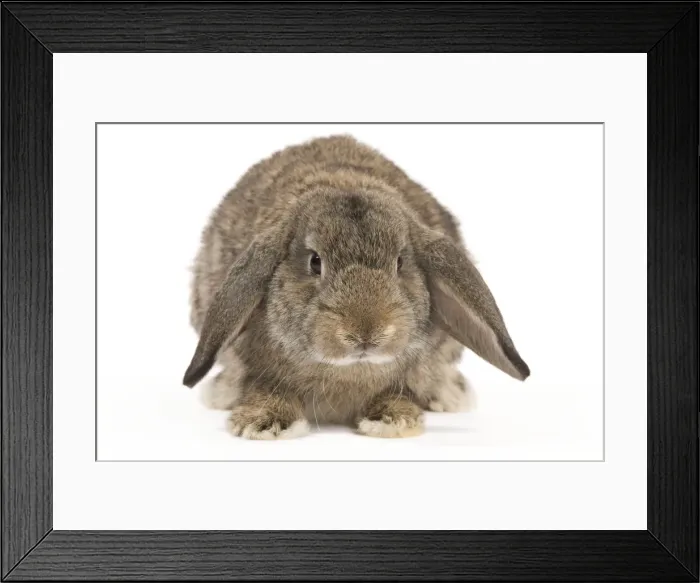 Framed Print : Picture No. 10886705 Framed Print : Picture No. 10886705