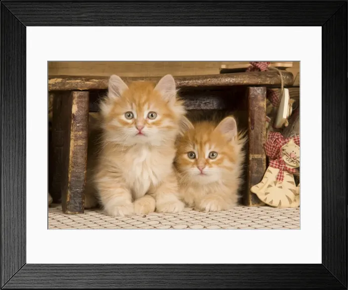 Framed Print : Picture No. 10887712