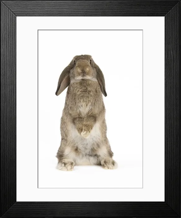 Framed Print : Picture No. 10886714