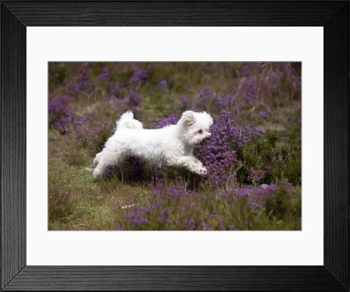 Framed Print : Picture No. 10887518 Framed Print : Picture No. 10887518