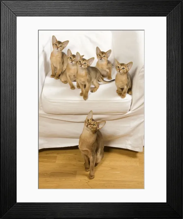Framed Print : Picture No. 10887900 Framed Print : Picture No. 10887900