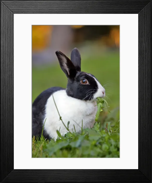 Framed Print : Picture No. 10886751 Framed Print : Picture No. 10886751