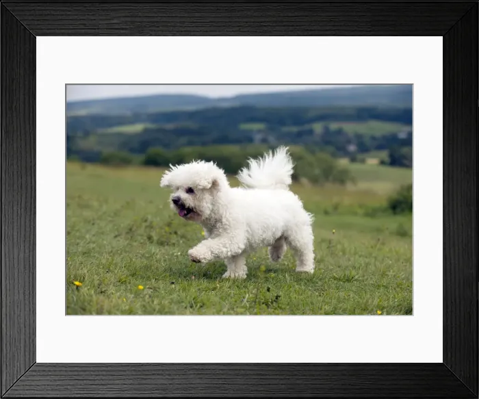 Framed Print : Picture No. 10887522 Framed Print : Picture No. 10887522