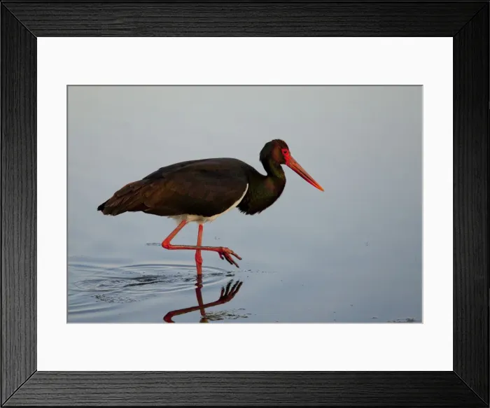 Framed Print : Picture No. 10886764 Framed Print : Picture No. 10886764