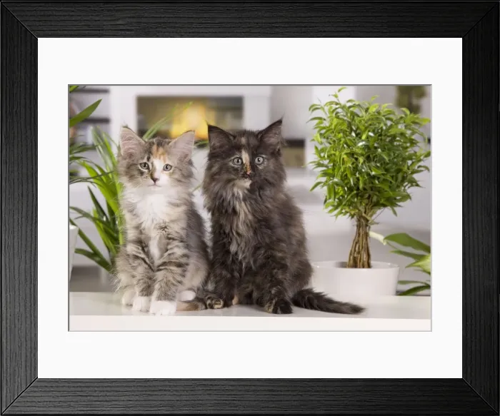 Framed Print : Picture No. 10887760 Framed Print : Picture No. 10887760