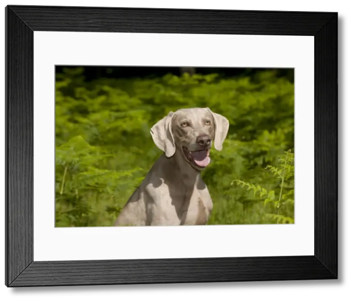 Framed Print : Picture No. 10887454