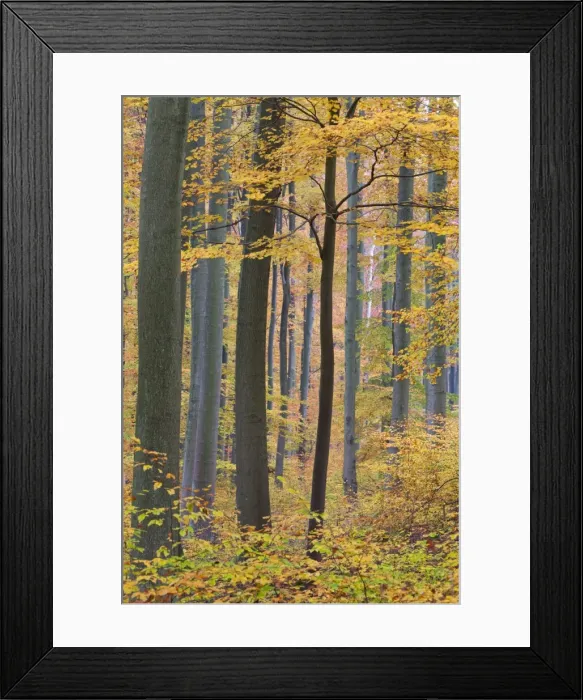 Framed Print : Picture No. 10887304 Framed Print : Picture No. 10887304
