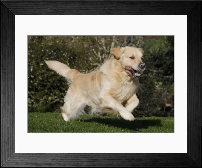 Framed Print : Picture No. 10887737 Framed Print : Picture No. 10887737