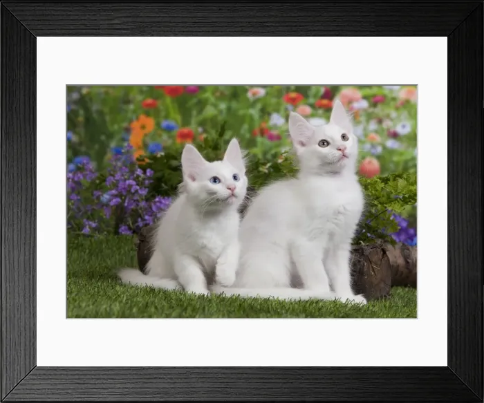 Framed Print : Picture No. 10887950 Framed Print : Picture No. 10887950