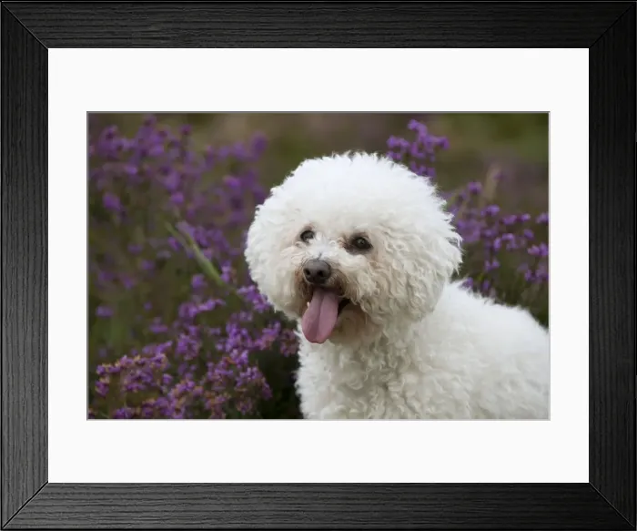Framed Print : Picture No. 10887519 Framed Print : Picture No. 10887519