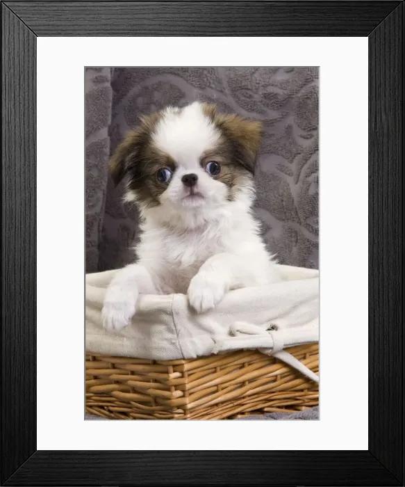 Framed Print : Picture No. 10888031