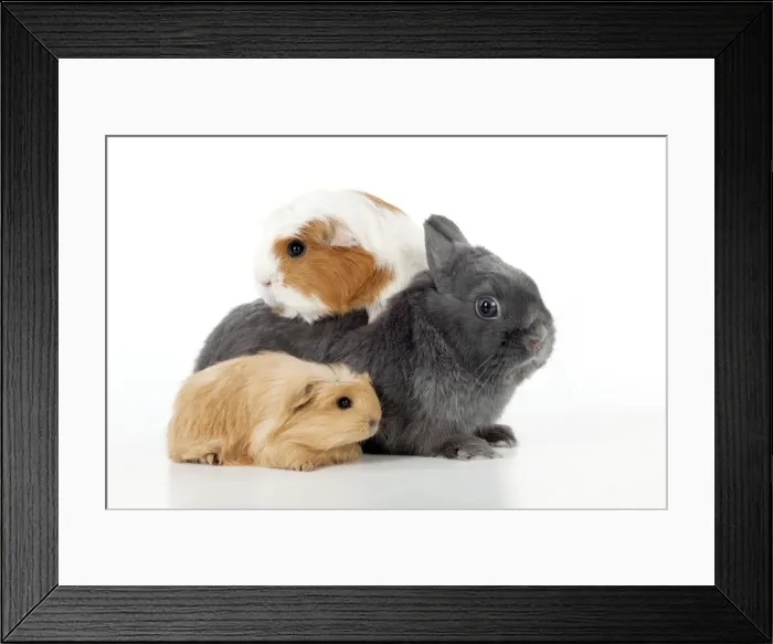 Framed Print : Picture No. 10887425