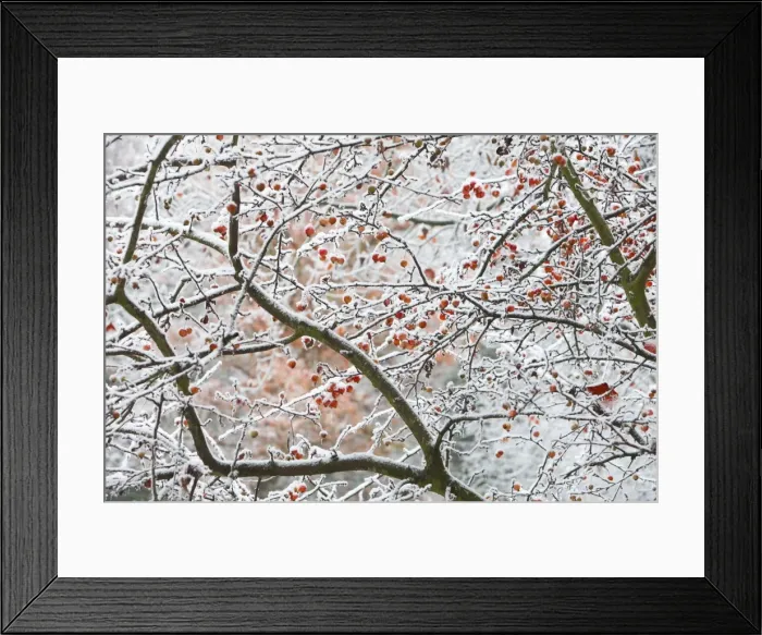 Framed Print : Picture No. 10887343 Framed Print : Picture No. 10887343