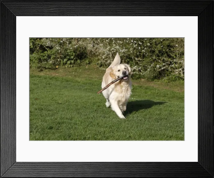 Framed Print : Picture No. 10887735 Framed Print : Picture No. 10887735