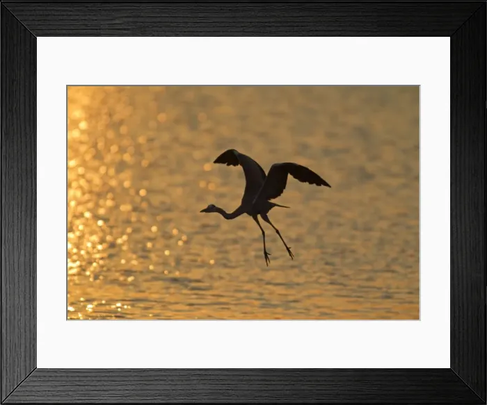 Framed Print : Picture No. 10887252 Framed Print : Picture No. 10887252