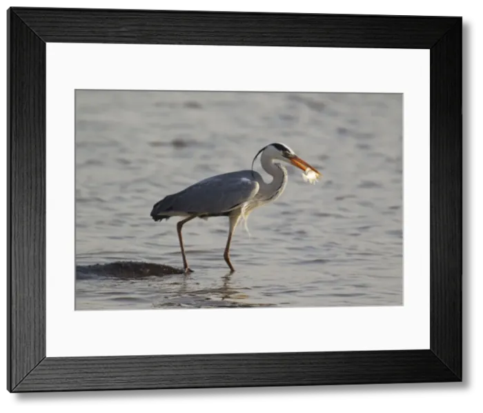 Framed Print : Picture No. 10887241 Framed Print : Picture No. 10887241