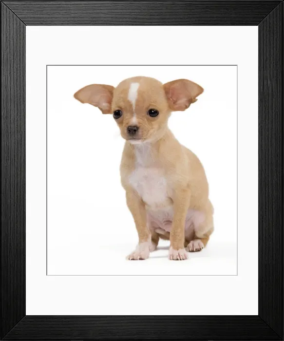 Framed Print : Picture No. 10888009