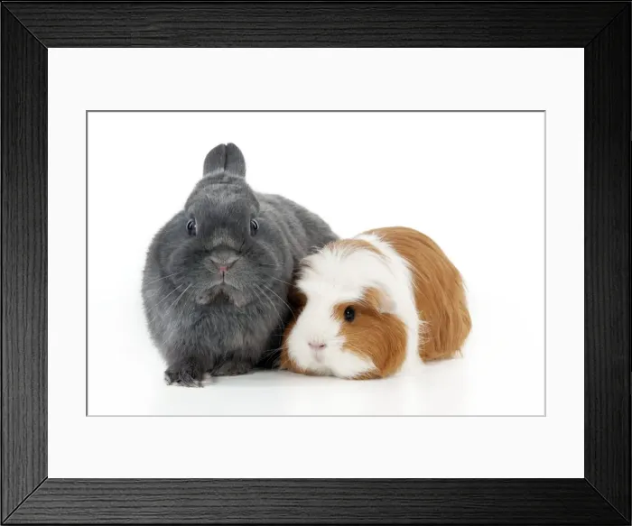 Framed Print : Picture No. 10887424 Framed Print : Picture No. 10887424