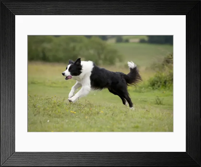 Framed Print : Picture No. 10887509 Framed Print : Picture No. 10887509