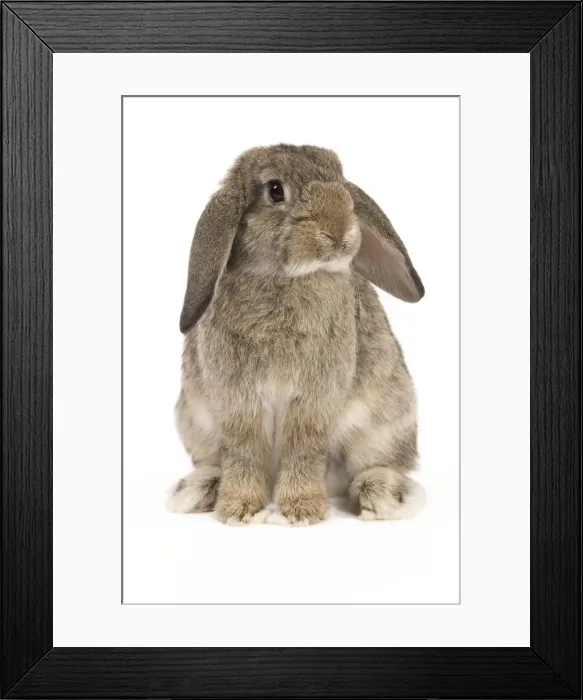 Framed Print : Picture No. 10886713 Framed Print : Picture No. 10886713