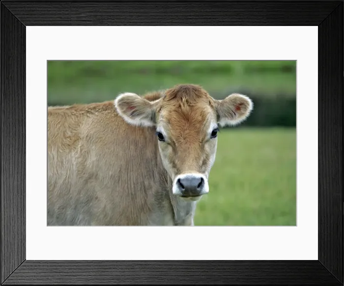 Framed Print : Picture No. 10886756 Framed Print : Picture No. 10886756