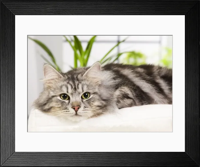 Framed Print : Picture No. 10887764 Framed Print : Picture No. 10887764