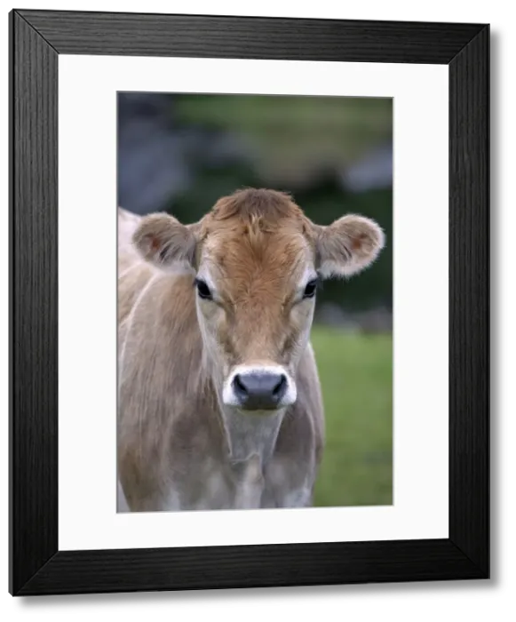 Framed Print : Picture No. 10886748 Framed Print : Picture No. 10886748