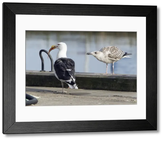 Framed Print : Picture No. 10887347