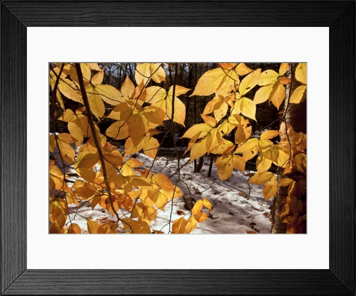 Framed Print : Picture No. 10887179