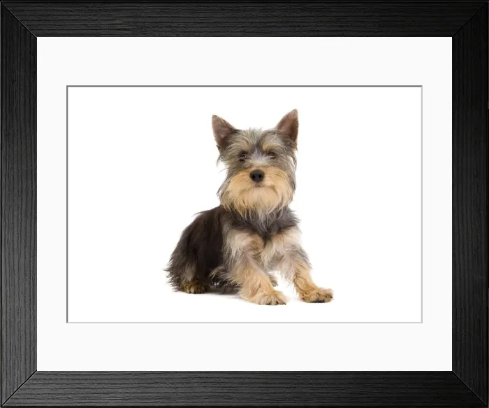Framed Print : Picture No. 10888039 Framed Print : Picture No. 10888039