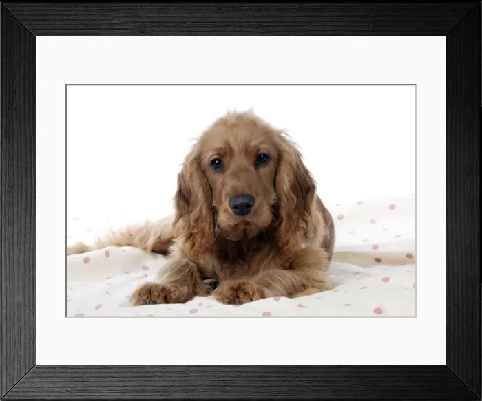 Framed Print : Picture No. 10887432 Framed Print : Picture No. 10887432