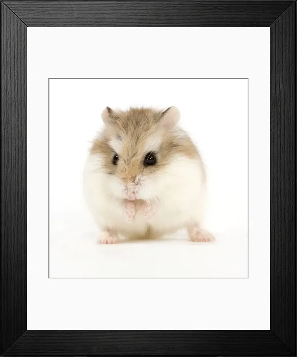 Framed Print : Picture No. 10888003 Framed Print : Picture No. 10888003