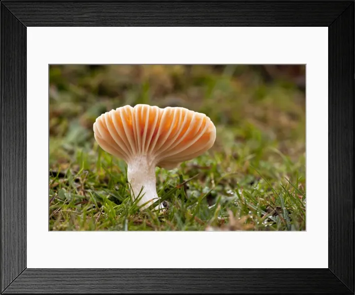 Framed Print : Picture No. 10887223 Framed Print : Picture No. 10887223