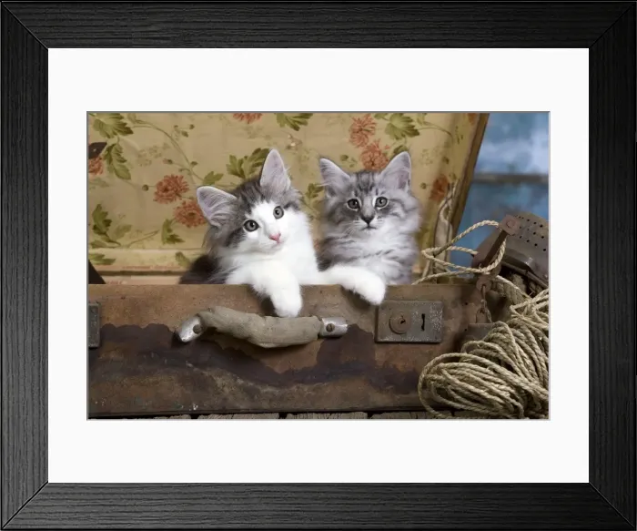 Framed Print : Picture No. 10887786 Framed Print : Picture No. 10887786