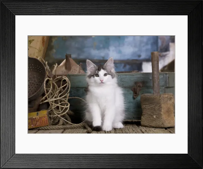 Framed Print : Picture No. 10887750