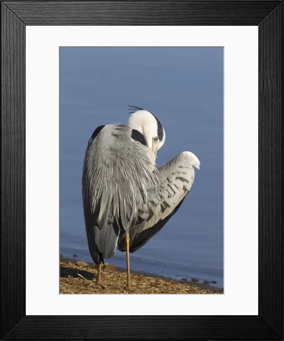 Framed Print : Picture No. 10887250