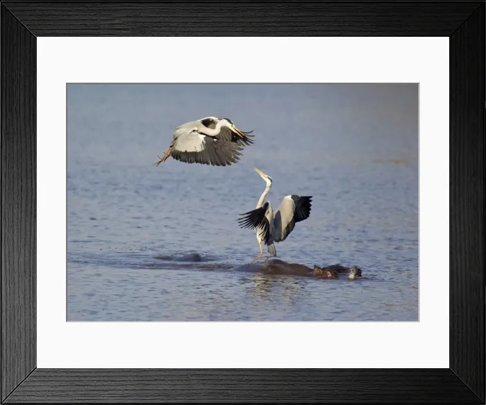 Framed Print : Picture No. 10887295 Framed Print : Picture No. 10887295