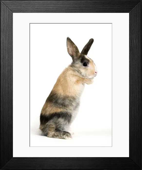 Framed Print : Picture No. 10886695 Framed Print : Picture No. 10886695