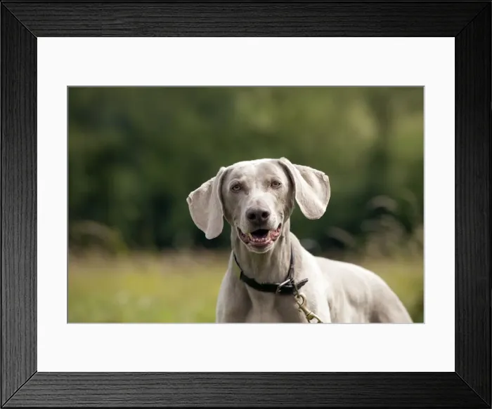 Framed Print : Picture No. 10887463 Framed Print : Picture No. 10887463