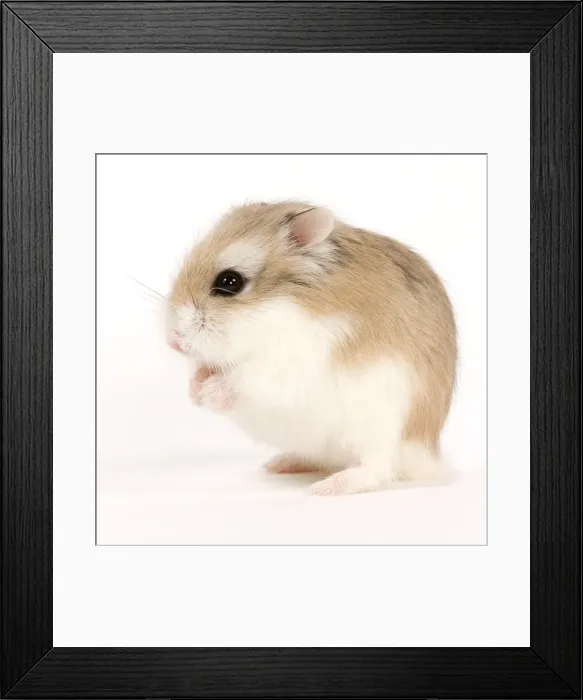 Framed Print : Picture No. 10888002 Framed Print : Picture No. 10888002